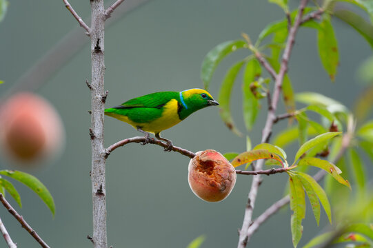 View of a vibrant green and yellow bird perched on a thin branch next to a partially eaten peach in Costa Rica.