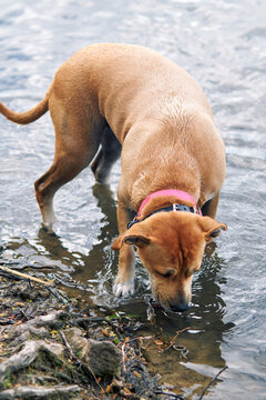 Brown dog drinking fresh water from a lakeshore on a sunny day