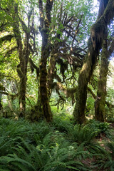 Obraz premium Moss-Draped Bigleaf Maples Above Sword Ferns in the Hall of Mosses