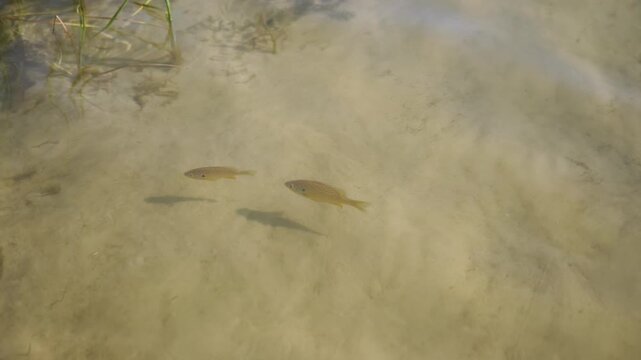 Small sunfish glide through clear shallow lake water above a rippled sandy bottom with aquatic weeds. Ambient daylight creates dynamic ripples and textured underwater shadows.