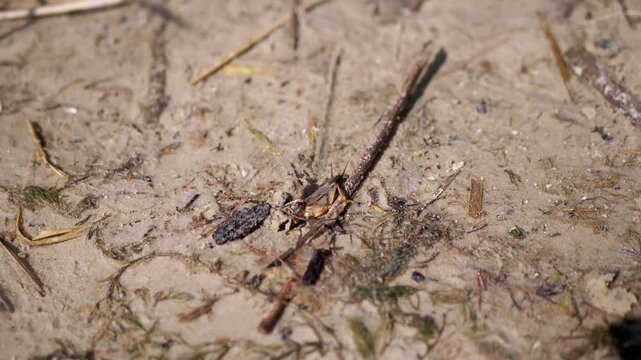 Mole cricket crawls out of moist sandy soil beside a dry stick under natural daylight. Granular ground textures and scattered organic debris highlight subterranean insect activity.