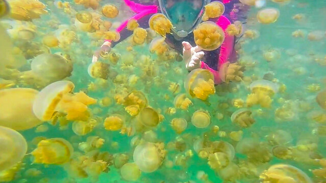 View of a snorkeler swimming among a large swarm of golden jellyfish in the clear turquoise water of Kakaban Lake in Kecamatan Teluk Bayur, Kalimantan Timur, Indonesia.