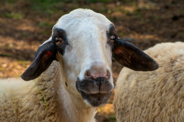 Domestic sheep in rural farmland pasture © Nikolay Dimitrov