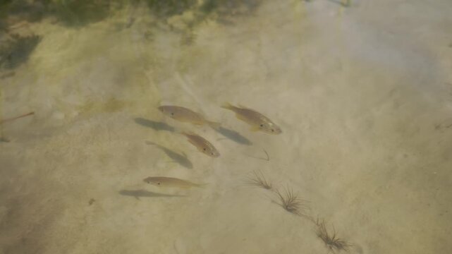Small golden fish swim together in shallow water over a clear sandy lake bottom. Rippling sunlight casts gentle moving shadows across the tranquil freshwater habitat.