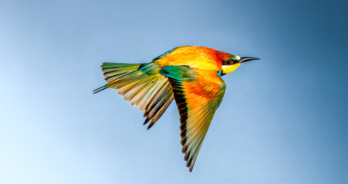 Abejaruco en vuelo en la Reserva Natural de Villaf&aacute;fila, Zamora
