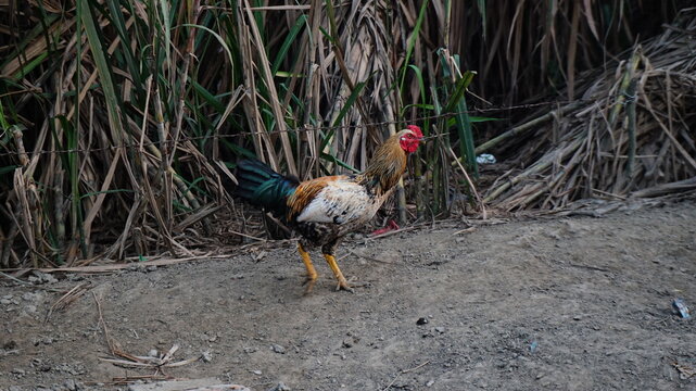 Free-range chicken