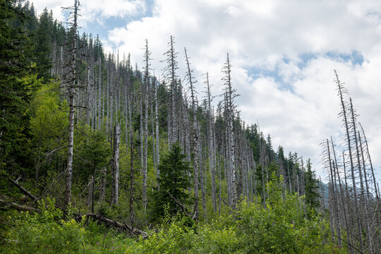 Dead grey bare conifer trees standing on steep forested hillside among lush green undergrowth and young spruce, cloudy sky, forest die-off, bark beetle damage, wide landscape view, no people