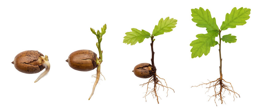 Acorn growth sequence oak tree sapling germination stages on black background showing seed sprouting root development leaf evolution process life cycle metaphor for business development and success