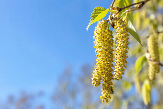 Closeup of yellow birch catkins releasing pollen on branch with blue sky in spring, allergy season concept