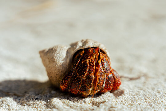View of a hermit crab emerging from its shell on the sandy beach of Aitutaki, Cook Islands.