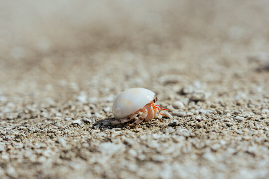 View of a small hermit crab with a white shell crawling on the sandy beach of Aitutaki, Cook Islands.
