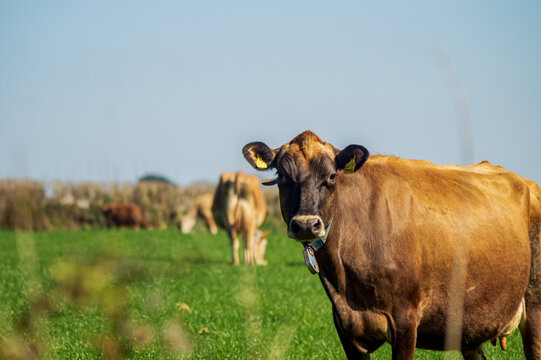 View of a brown cow standing in a lush green pasture on a sunny day in Looe, Cornwall, United Kingdom.