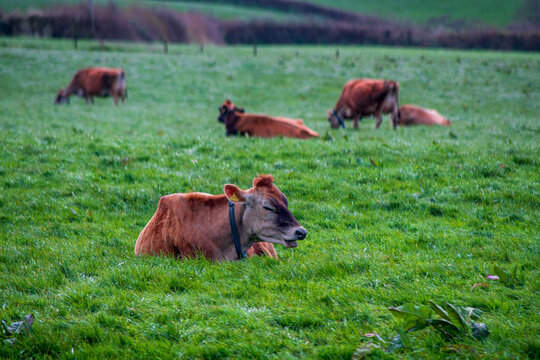 View of brown cows resting and grazing in a lush green pasture in the rural countryside of Looe, Cornwall, United Kingdom.
