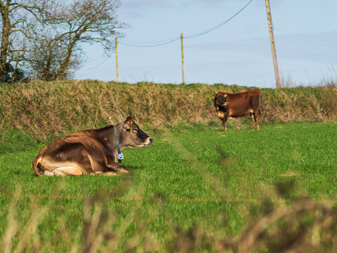 View of two brown cows resting and grazing in a lush green pasture in the rural countryside of Looe, Cornwall, United Kingdom.