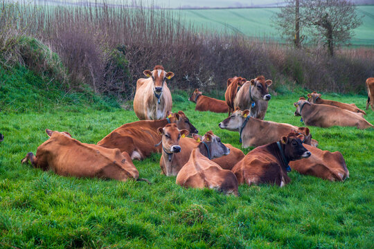 View of a herd of Jersey cows resting in a lush green pasture in the rural countryside of Looe, Cornwall, United Kingdom.