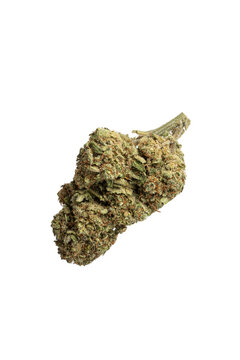 Weed isolated on white background.
