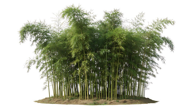 A dense cluster of vibrant green bamboo stalks stands tall against a bright white background.