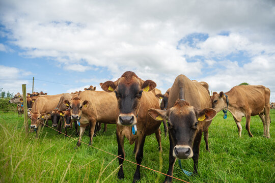View of a herd of brown cows grazing in a lush green pasture under a bright blue sky with white clouds in Looe, Cornwall, United Kingdom.