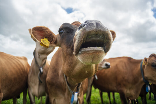 View of a brown cow with its mouth open standing in a lush green pasture surrounded by a herd of cattle under a cloudy summer sky in Looe, Cornwall, United Kingdom.