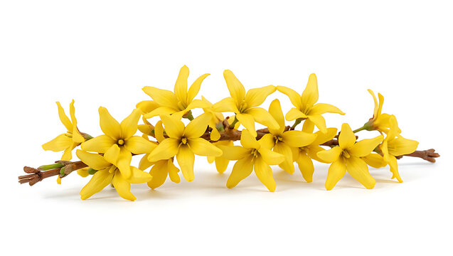 A collection of vibrant yellow forsythia flowers cascade across a tree branch on white.