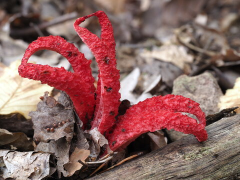 Tintenfischpilz, Clathrus archeri
