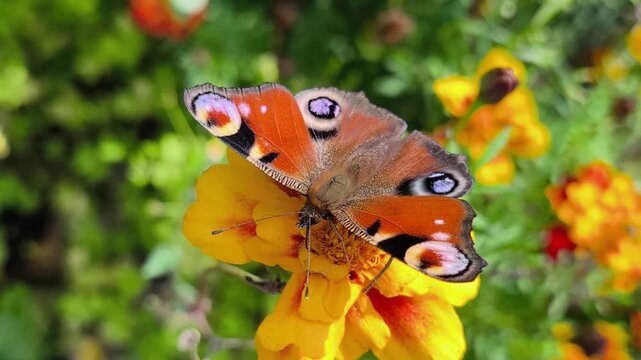 Detailed footage of a peacock butterfly with open wings surrounded by bright orange and yellow flowers. Suitable for nature, entomology, gardening and ecology themes. Slow‑motion video.