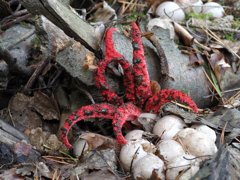 Tintenfischpilz, Clathrus archeri