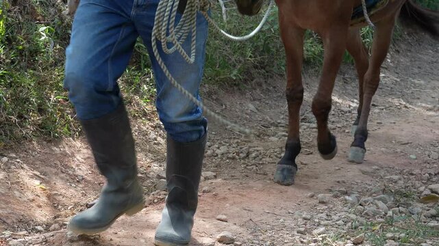 Low Angle Close Up of Farmer Walking with Mule on Gravel Dirt Road in Rural Countryside