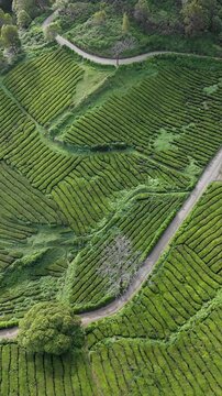 Tea plantation on Sao Miguel Island, Azores, Portugal. Vertical aerial footage of tea fields with rows of bushes and winding rural roads