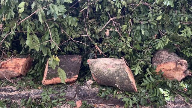 Cut tree branches and trunk sections after urban pruning