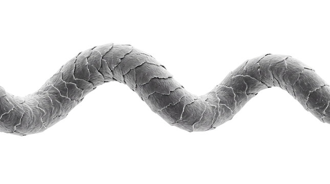 Microscopic view of hair fiber strand, scanning electron microscope imagery showing cuticle hair structure, biological wool fiber texture detail isolated PNG with Transparent Background
