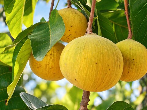 Ripe Santol Fruits Growing on Tree with Green Leaves