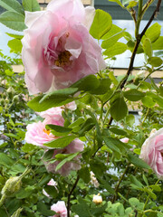 Rosa rugosa flowers display soft pink petals surrounded by vibrant green leaves in a garden, showcasing their natural beauty and growth © Roman