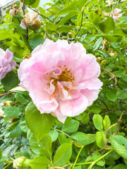 Rosa rugosa flower displays delicate pink petals in full bloom, surrounded by vibrant green leaves and buds, creating a natural garden setting that highlights the beauty of this flowering plant © Roman