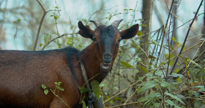 Brown Goat with Horns Standing in Bushes Looking at Camera