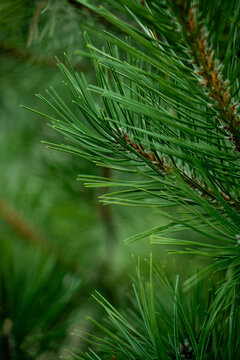 Green pine branch close up view