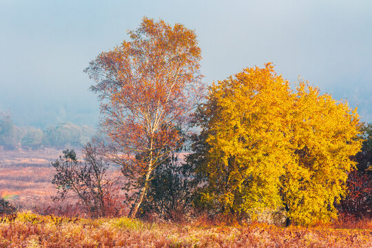 mountainous rural landscape of Ukraine in autumn mist. picturesque lowland forest. grassy meadow in morning fog. Carpathian countryside scenery with trees on a hill behind the field