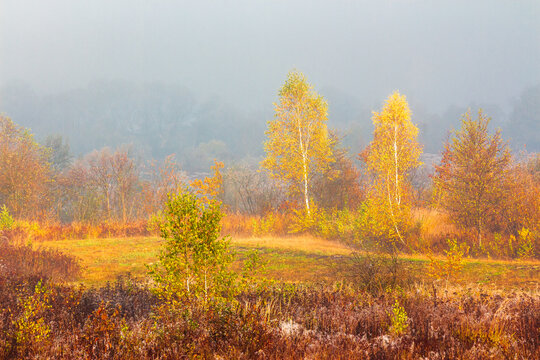 mountainous rural landscape of Ukraine in autumn mist. picturesque lowland forest. grassy meadow in morning fog. Carpathian countryside scenery with trees on a hill behind the field