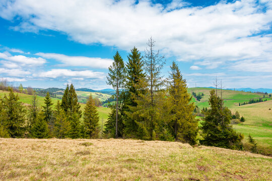 mountainous field in the forenoon light. countryside springtime landscape with valley behind the coniferous forest on the grassy hill. fluffy clouds on a bright blue sky. nature freshness concept