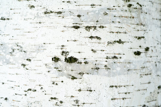 birch bark background close up