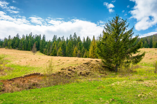 mountainous field in the forenoon light. countryside springtime landscape with valley behind the coniferous forest on the grassy hill. fluffy clouds on a bright blue sky. nature freshness concept