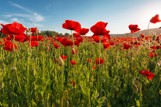 landscape poppy field at sunset. mountainous countryside scenery with red bloom