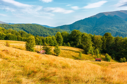 mountain field in evening light. countryside late summer view with beech forest on the grassy hill. fluffy clouds on a bright blue sky. wonderful nature background