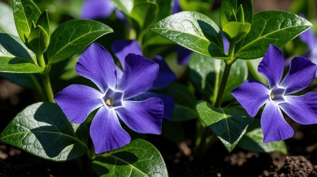 Close up of bright blue periwinkle flowers blooming in garden. Green leaves, small blossoms grow in dark soil under sunny light. Beautiful wild flora creates natural background for spring summer
