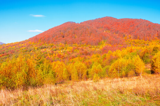 beautiful autumn afternoon in Carpathian mountains. trees on the edge of a hill in fall colors. wonderful countryside landscape on a sunny weather. Uzhanian national park, Ukraine