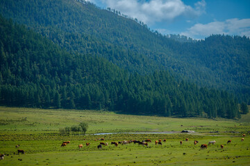 Obraz premium Serene pastoral landscape with cows grazing in lush green valley