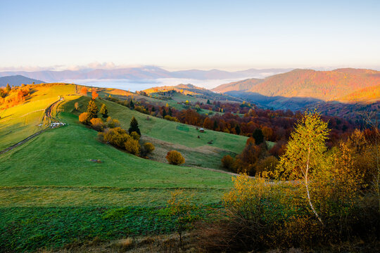 scenic carpathian morning in autumn. countryside mountain landscape with forest in fall colors. path leading through rolling hills in to the foggy valley under bright sky