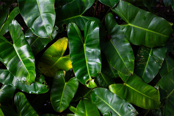 Lush green Philodendron foliage background layout. © Ilham