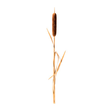 Single Dried Cattail Plant Isolated on White Background