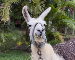 Obraz premium Funny llama chewing dry hay with an amusing expression outdoors on a tropical farm